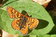 Euphydryas aurinia